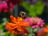DSCF0405b