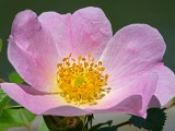 DSCF0811c