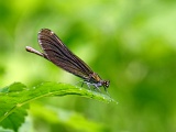 DSCF3446e