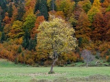 DSCF0551c