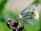DSCF1071