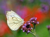 Schmetterlinge