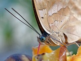 DSCF2536d