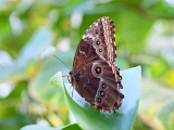 DSCF2541c