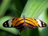 DSCF2545b