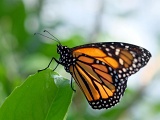 DSCF2562b