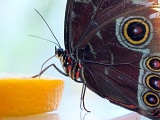 DSCF2564b