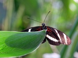 DSCF2642f