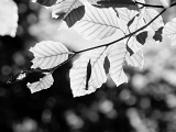 DSCF0183sw2