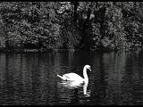 DSCF1155sw2