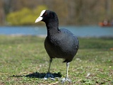 DSCF2669c